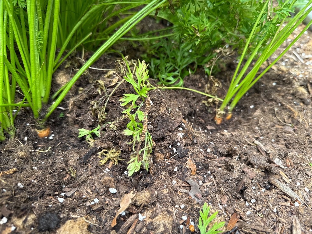Carrot shoulders visible at soil level in Ridgefield CT Zone 6b raised bed — unthinned plants on left showing thicker orange tops than thinned row on right