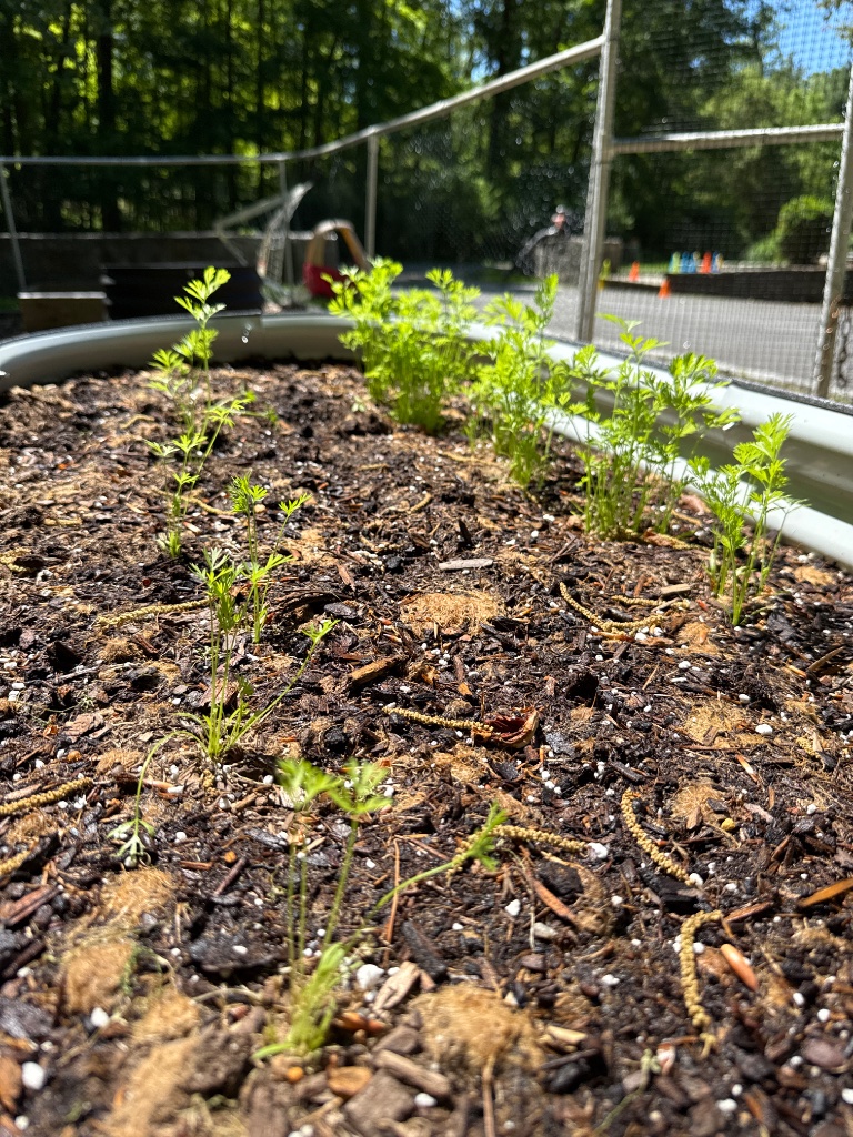 Raised bed carrot patch — one side thinned to single plants, the other side left in dense bunches