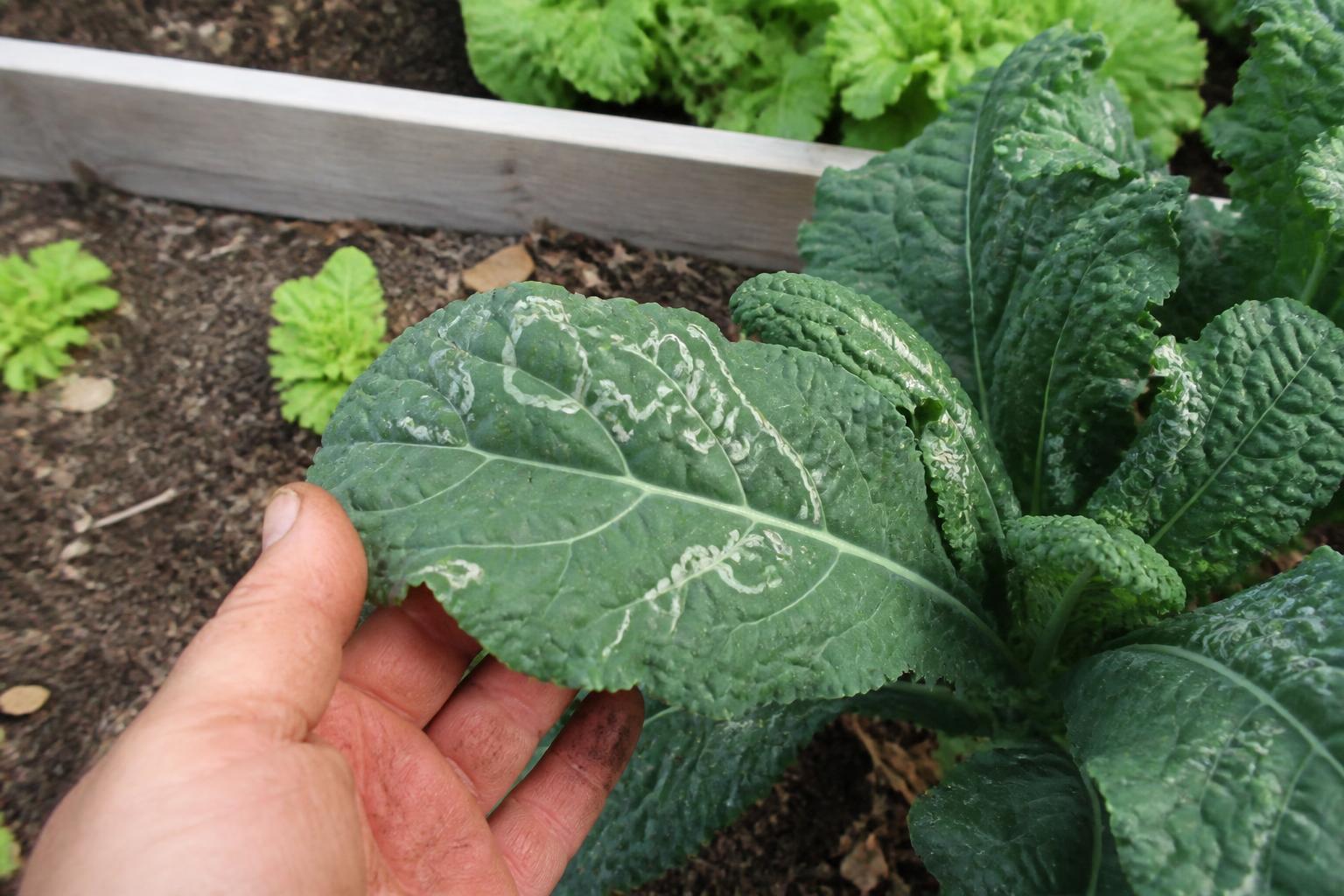 A hand holding up a kale leaf marked with pale, squiggly leaf-miner trails beside a wooden raised bed of greens.