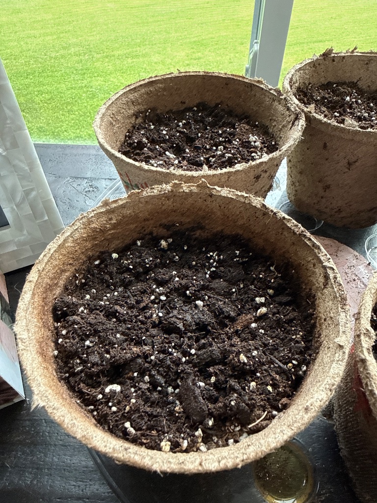 Cannabis seeds post-germination on damp paper towel, photographed in John's garden setup