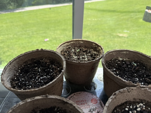 Three healthy sprouts in soil — 2 Kush and 1 White Widow autoflower seedlings