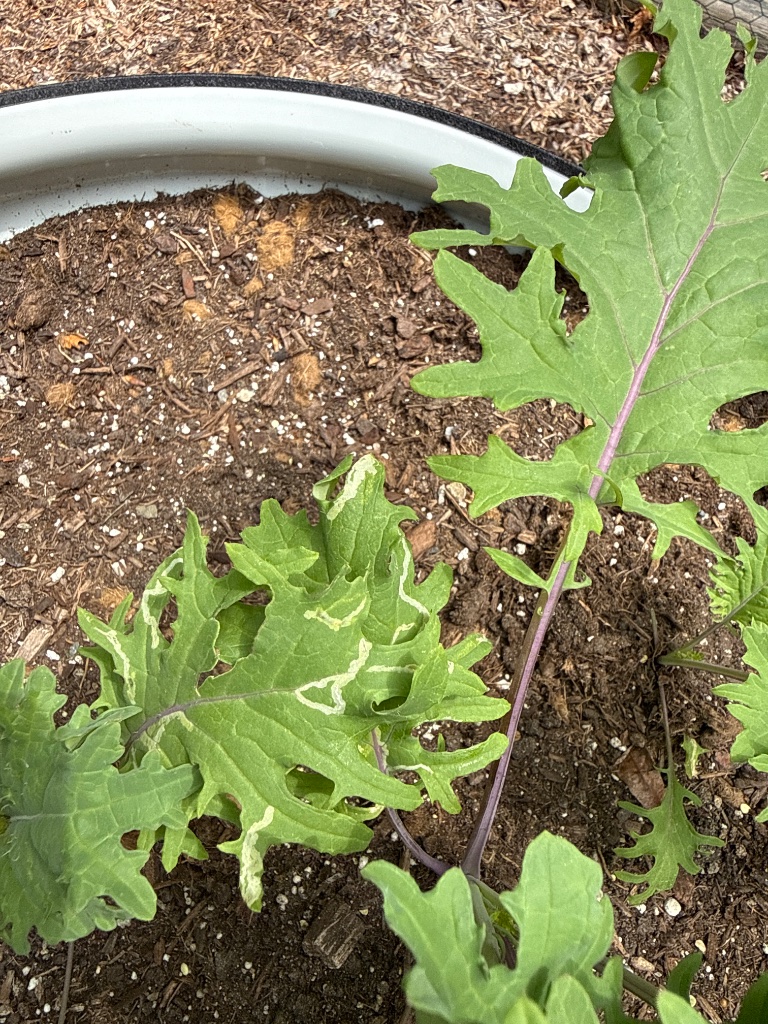 Kale leaf with squiggly white tunnels — the signature trail of leaf miner larvae feeding between leaf layers