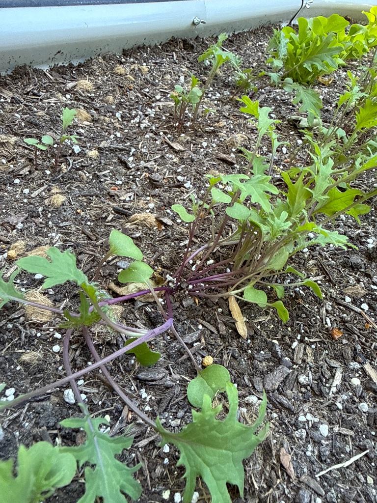 Leggy kale seedlings crowded together in a raised bed, stems flopping under the weight of their own leaves