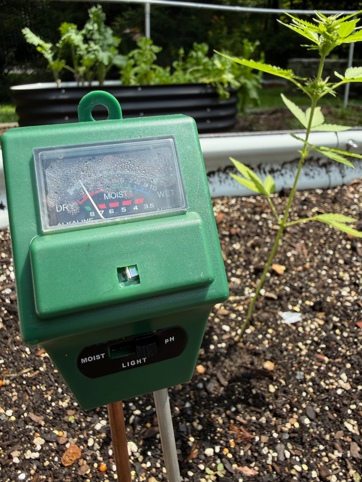A 3-in-1 soil meter inserted in a raised garden bed showing pH and moisture readings, with young vegetable seedlings visible in the background.